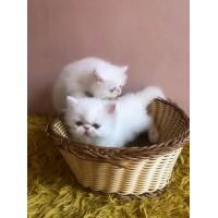 Персийска Персийска